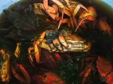 Deniz yengeçleri büyük tencerede kaynatmak için pişiriyorlar.