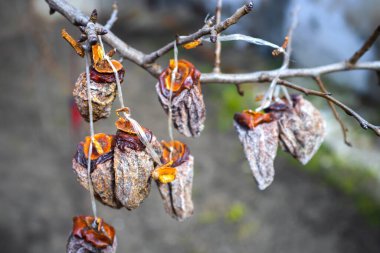 Kurutulmuş hurma kaki meyveleri dalda asılı.