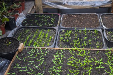 Tohumların üst görüntüsü, tohum için saksı. Evde tohumdan yetişir. Seçici odak.