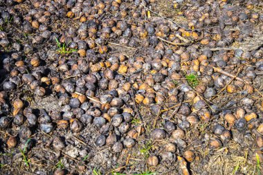 Kırılmış fındık kabuğu yerde, arkaplan dokusu