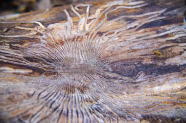 Ağaç kabuğunun altındaki tahta solucanı koridorları, ağaç kabuğunun altındaki labirent desenli yapı.