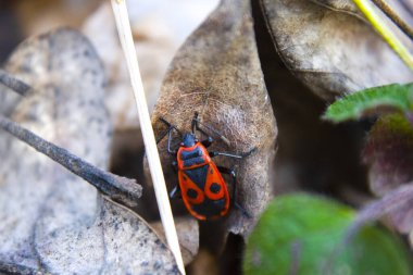 Yakın plan Pyrrhocoris apterus kırmızı böcek