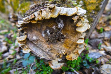 Bilezik mantarı ya da raf mantarı. Çoğunlukla ağaçta bulunurlar.