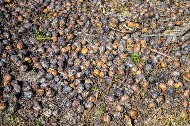 Kırılmış fındık kabuğu yerde, arkaplan dokusu