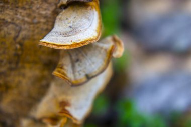 Bilezik mantarı ya da raf mantarı. Çoğunlukla ağaçta bulunurlar.