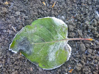 Sonbahar ayazında yakın çekim. Düşen kahverengi yapraklar ve çimenler, arka plan.