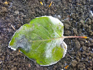 Sonbahar ayazında yakın çekim. Düşen kahverengi yapraklar ve çimenler, arka plan.