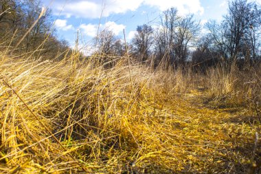 İlkbaharda tarlada kuru otlar