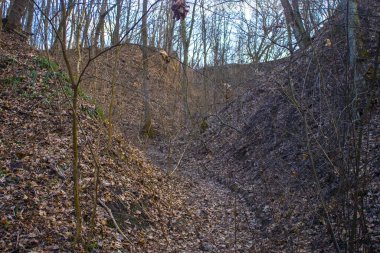 Yeşil bahar ormanı, doğa manzarası