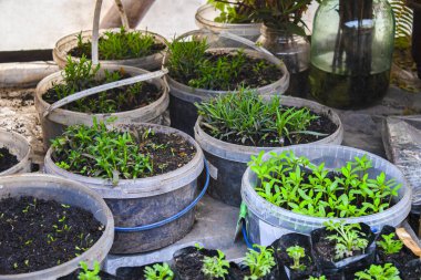 Tohumların üst görüntüsü, tohum için saksı. Evde tohumdan yetişir. Seçici odak.