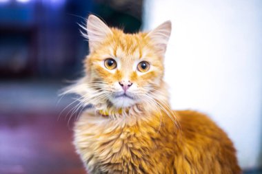 Kapalı tüylü turuncu ağızlıklı kedi.