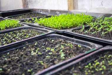 Tohumların üst görüntüsü, tohum için saksı. Evde tohumdan yetişir. Seçici odak.