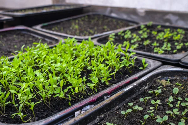 Vista Superior Las Plántulas Maceta Para Plántulas Con Tierra Crecen —  Fotos de Stock