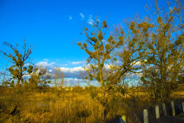 Grön Vårskog Naturlandskap — Stockfoto