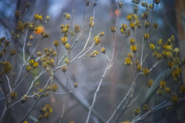 Dry Branches Trees Autumn Blurred Background — Stock Photo, Image