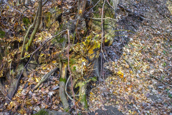 Vecchie Radici Albero Nella Foresta — Foto Stock