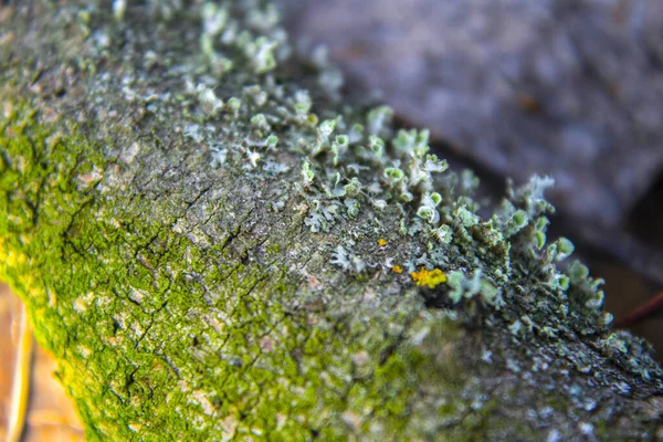 树干树皮 绿色苔藓 — 图库照片