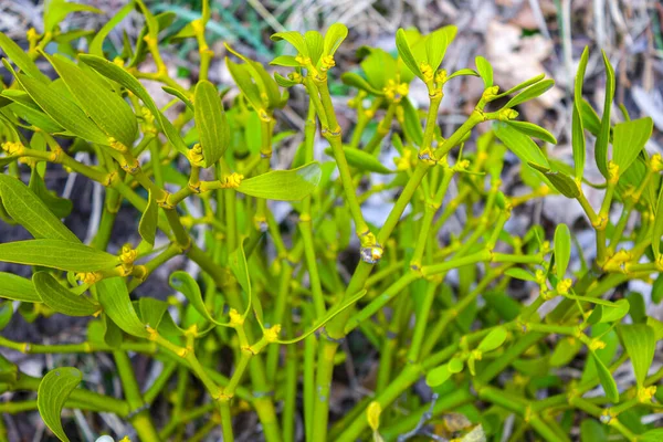 白寄生植物叶面质感宏观 特写自然阳光背景 — 图库照片