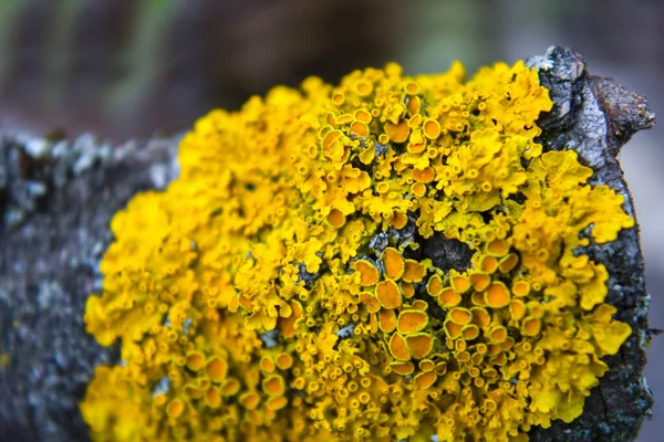 Kmenová Kůra Žlutým Mechem — Stock fotografie