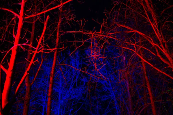 Arbres Sans Feuilles Éclairés Par Lanterne Rose Bleue Fond — Photo