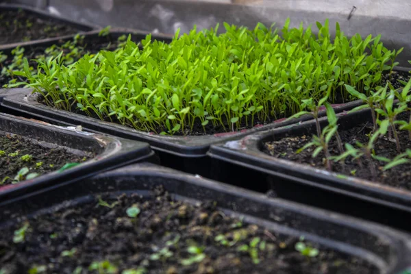 Atas Tampilan Untuk Bibit Pot Untuk Bibit Dengan Bumi Tumbuh — Stok Foto