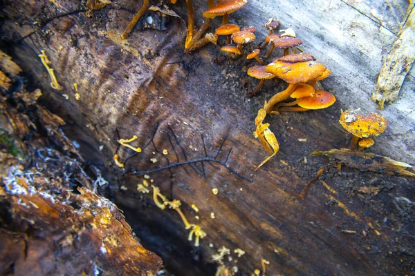 Champignons Hiver Flammulina Velutipes Sur Tronc Arbre Tombé — Photo