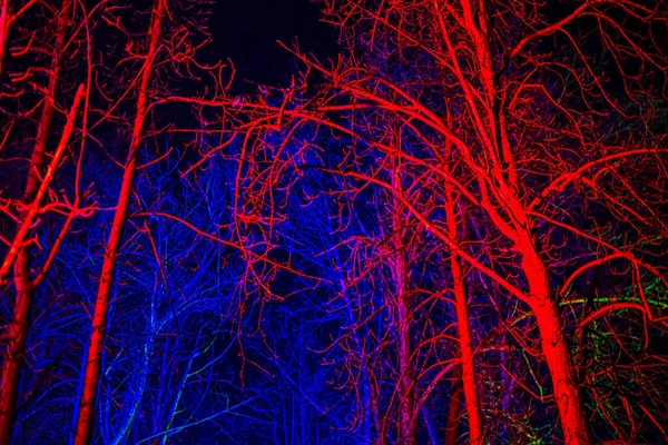 Arbres Sans Feuilles Éclairés Par Lanterne Rose Bleue Fond — Photo