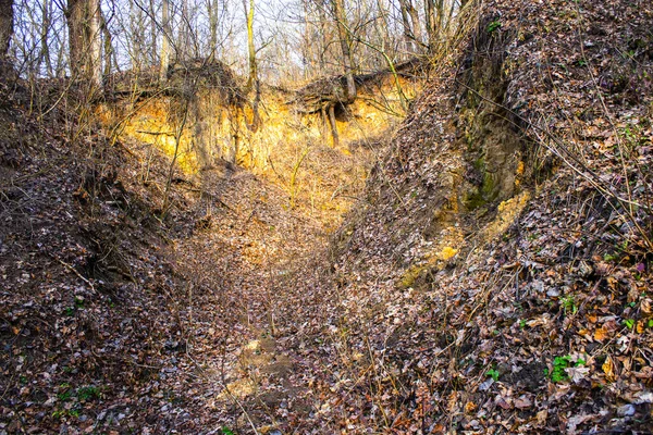 Зелений Весняний Ліс Ландшафт Природи — стокове фото