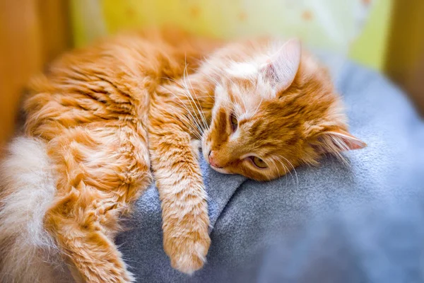 Closeup Fluffy Orange Muzzle Cat — Stock Photo, Image