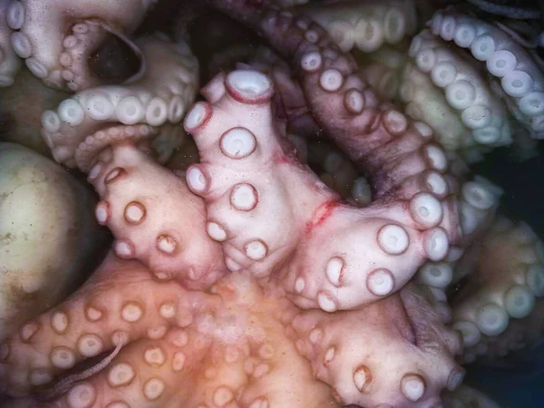 新鲜的鱿鱼 健康的海产食物 紫色的乌贼触须卷曲成圆圈 — 图库照片