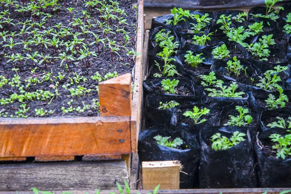 Vista Superior Las Plántulas Maceta Para Plántulas Con Tierra Crecen —  Fotos de Stock