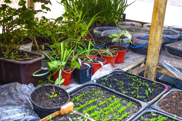 Vista Superior Las Plántulas Maceta Para Plántulas Con Tierra Crecen —  Fotos de Stock