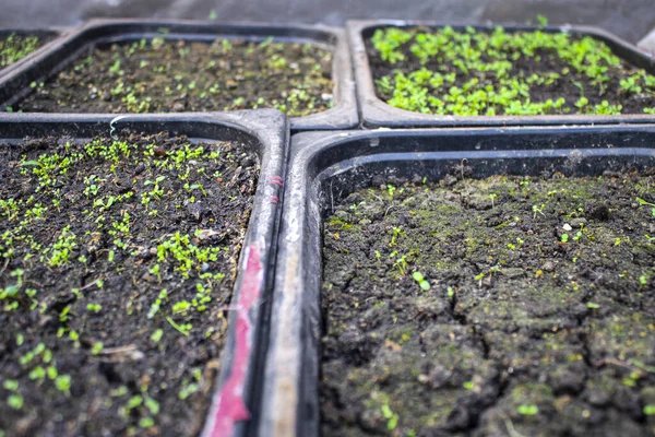 Vista Superior Las Plántulas Maceta Para Plántulas Con Tierra Crecen — Foto de Stock