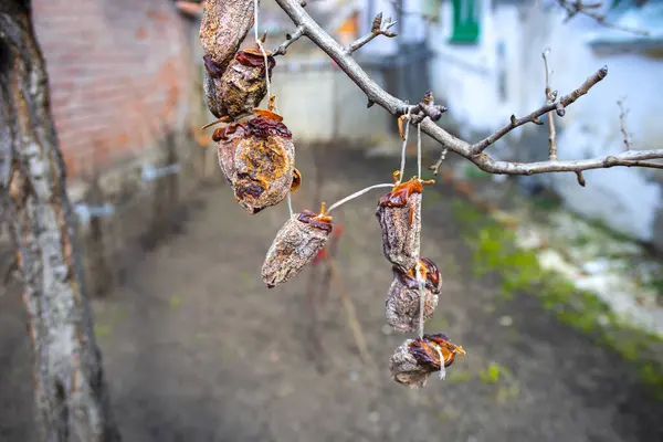 柿の干物枝に柿の実が吊るされ — ストック写真