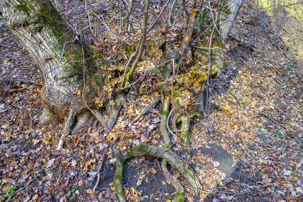 Старые Корни Деревьев Лесу — стоковое фото