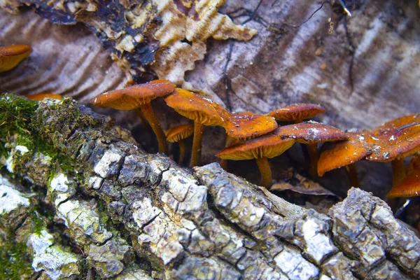 Зимние Грибы Flammulina Velutipes Стволе Упавшего Дерева — стоковое фото