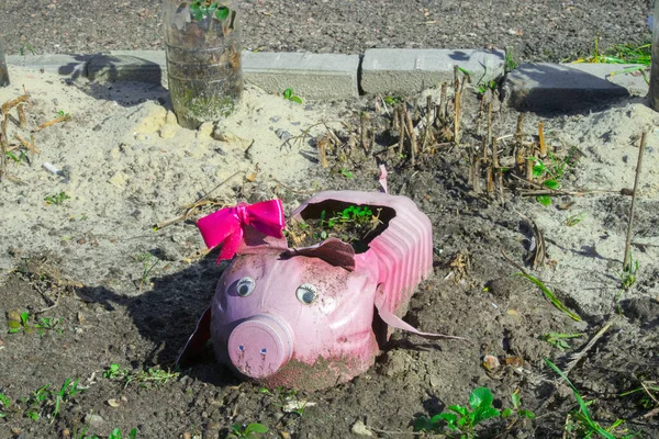 塑料瓶里的粉红猪 漂亮的花床是用塑料瓶制成的 废物回收概念 — 图库照片