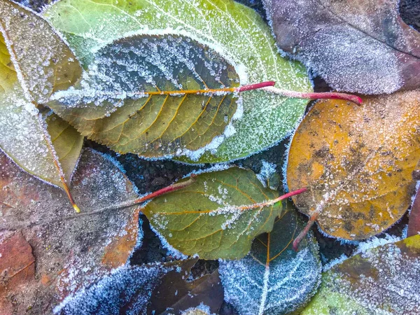 Nahaufnahme Frost Auf Herbst Fallen Braune Blätter Und Gras Hintergrund — Stockfoto