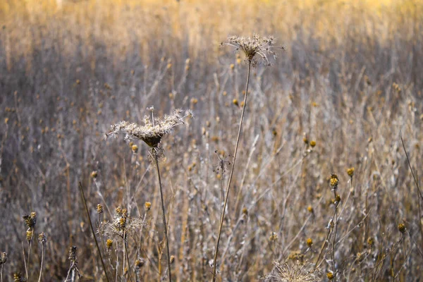 Sementes Secas Uma Cápsula Uma Planta Selvagem Campo — Fotografia de Stock