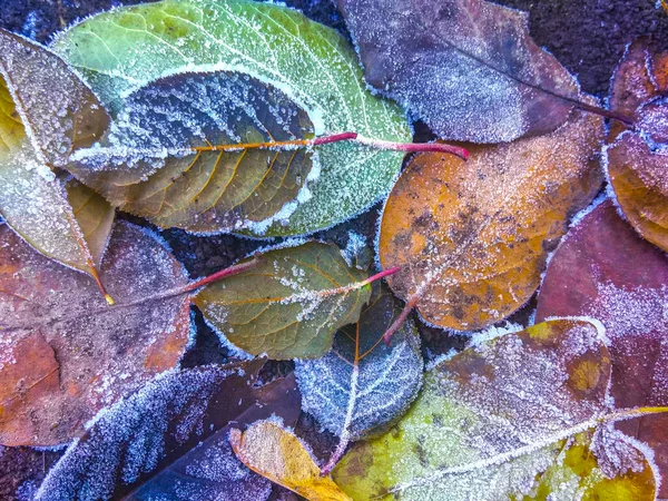 stock image closeup frost on autumn fallen brown leaves and grass, background