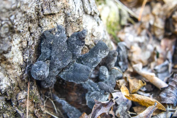 枯树树干上的冬菇 — 图库照片