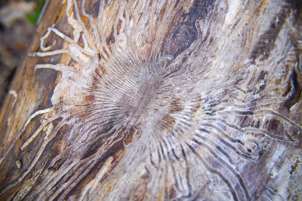 Corredores Gusanos Madera Bajo Una Corteza Árbol Estructura Patrón Laberinto — Foto de Stock