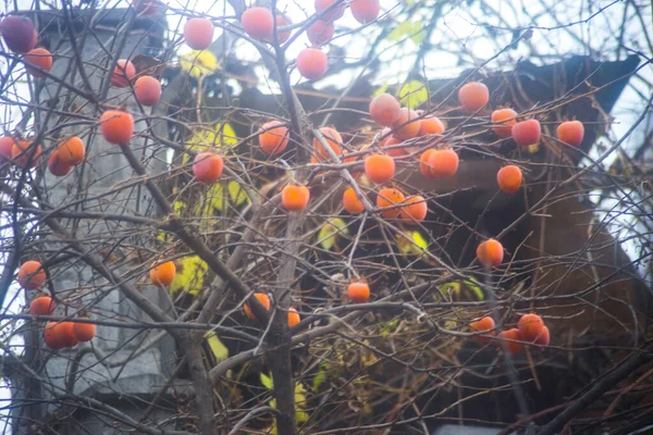 Owoce Persymony Pomarańczowej Kaki Rosnące Drzewie Jesienią Persymony Rosnące Drzewie — Zdjęcie stockowe