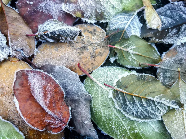 秋に霜が降り茶色の葉と草の上に — ストック写真