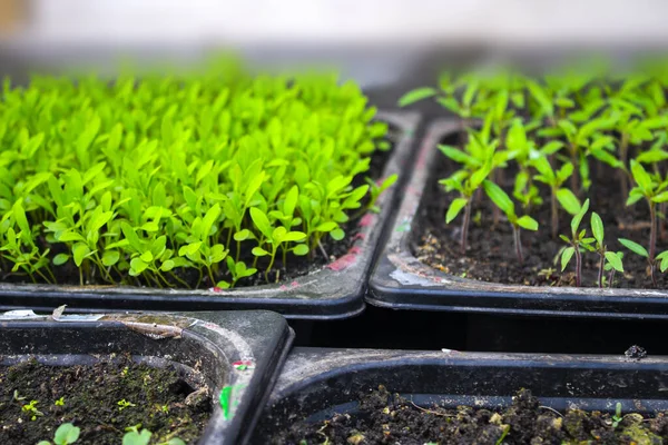 Vista Superior Las Plántulas Maceta Para Plántulas Con Tierra Crecen — Foto de Stock