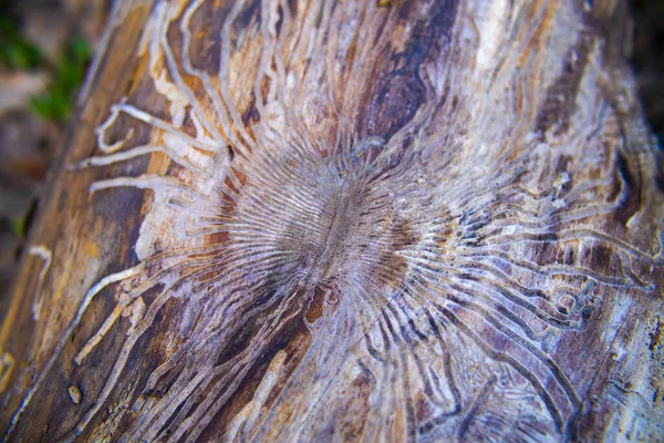 Corredores Verme Madeira Sob Uma Casca Árvore Estrutura Padrão Labirinto — Fotografia de Stock