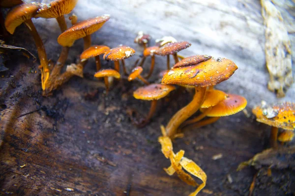 Vintersvamp Flammulina Velutipes Stammen Ett Fallen Träd — Stockfoto