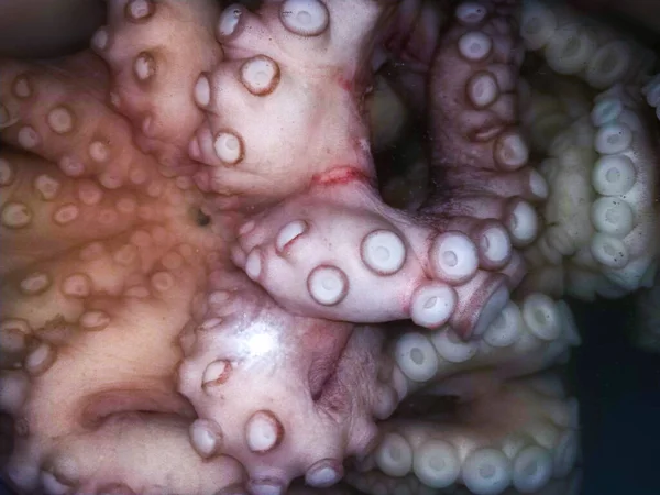 Calamari Freschi Frutti Mare Sani Tentacoli Calamaro Viola Sono Arricciati — Foto Stock