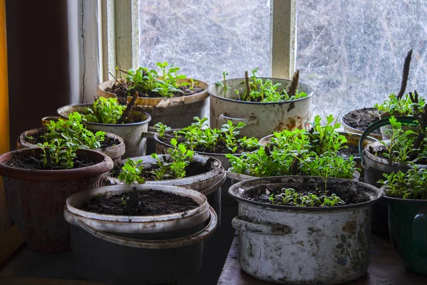 Top View Seedlings Pot Seedlings Earth Grow Seed Home Selective — Stock Photo, Image