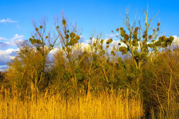 Arbustos Amarillos Junco Seco Naturaleza —  Fotos de Stock